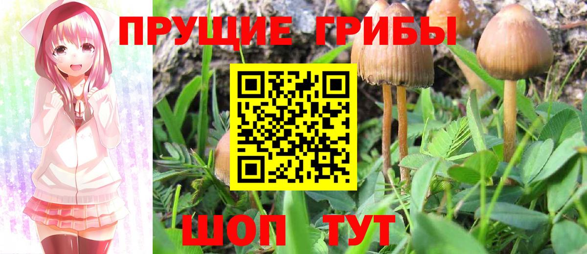 Псилоцибиновые грибы Psilocybine cubensis  Вход с VPN  сколько стоит  Богородицк  Псилоцибиновые грибы GOLDEN TEACHER 